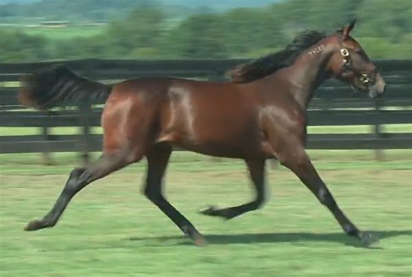 Standard Bred Yearlings